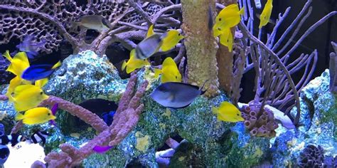 saltwater fish store|Marine Fish for sale.